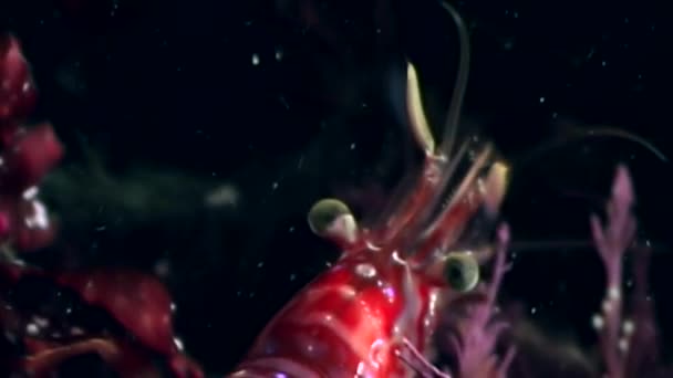 Camarão vermelho mascarado em busca de alimentos fundo marinho subaquático do Mar Branco Rússia . — Vídeo de Stock