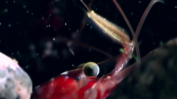 Rode garnalen gemaskeerd op zoek naar voedsel onderwater zeebodem van witte zee Rusland. — Stockvideo