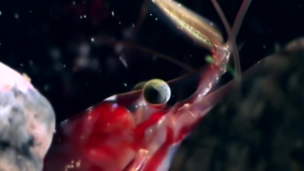 Oči z červených krevet zblízka, maskovány při hledání potravy pod vodou z Bílého moře. — Stock video