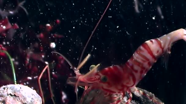 Crevettes rouges masquées à la recherche de nourriture fonds marins sous-marins de la mer Blanche Russie . — Video