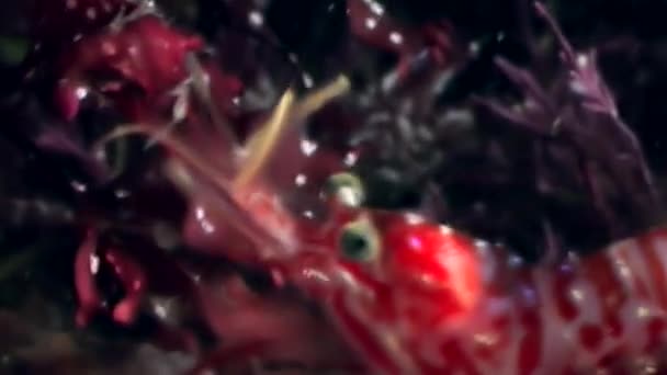 Crevettes rouges masquées à la recherche de nourriture fonds marins sous-marins de la mer Blanche Russie . — Video