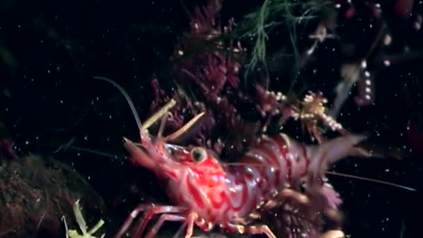 Camarones rojos enmascarados en busca de alimentos fondo marino submarino del Mar Blanco Rusia . — Vídeo de stock