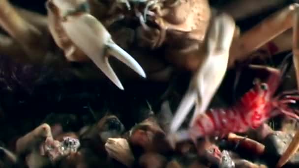 Крабы охотятся за креветками под водой в поисках пищи на морском дне . — стоковое видео