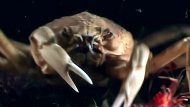 Krab Oberhof jaagt voor garnalen onderwater op zoek naar voedsel op de zeebodem. — Stockvideo