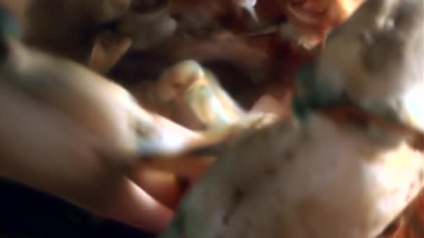 Shrimp in crab claws underwater seabed of White Sea Russia. — Stock Video