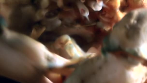 Räkor i krabba klor undervattens havsbotten i vita havet Ryssland. — Stockvideo