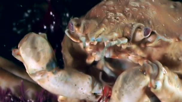 Shrimp in crab claws closeup near mouth underwater on the seabed of White Sea . — Stok Video