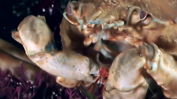 Camarones en garras de cangrejo primer plano cerca de la boca bajo el agua en los fondos marinos del Mar Blanco . — Vídeo de stock