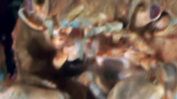 Yengeç karides closeup sualtı dudaklarından beyaz deniz dibinin yakınındaki pençeleri. — Stok video
