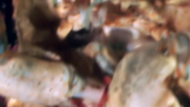 Shrimp in crab claws closeup near mouth underwater on seabed of White Sea. — Stock Video