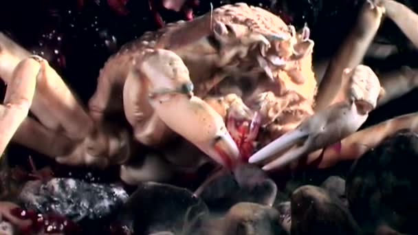 カニ エビを食べる白い海ロシアの海底に水中クローズ アップ. — ストック動画