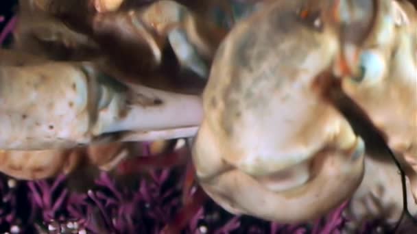 Shrimp in crab claws closeup near mouth underwater on seabed of White Sea. — Stock Video