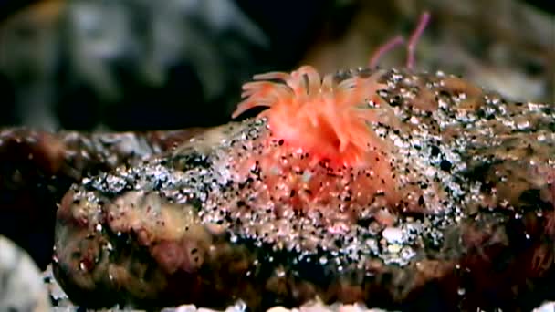 Kırmızı anemone actinia yakın çekim su altında beyaz deniz dibinin üzerinde. — Stok video