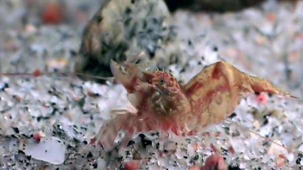 Camarones rojos enmascarados en busca de alimentos fondo marino submarino del Mar Blanco Rusia . — Vídeos de Stock