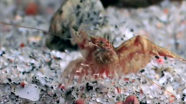 Red shrimp masked in search of food underwater seabed of White Sea Russia. — Stock Video