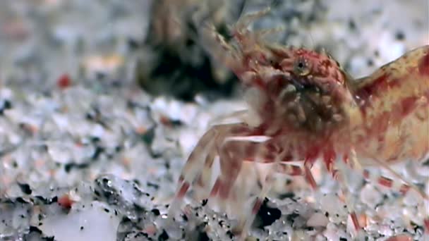 Krewetki Red maskowane w poszukiwaniu żywności pod wodą z bliska morza białego Rosji. — Wideo stockowe