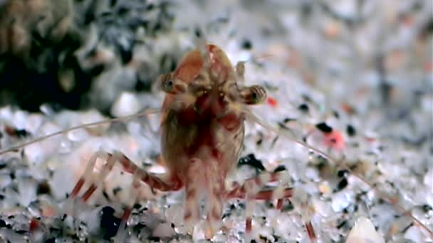 Красные креветки в масках в поисках пищи на подводном дне Белого моря Россия . — стоковое видео