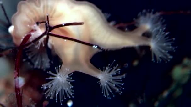 Lucernaria quadricornis fångar och äter Caprella under vattnet i vita havet — Stockvideo