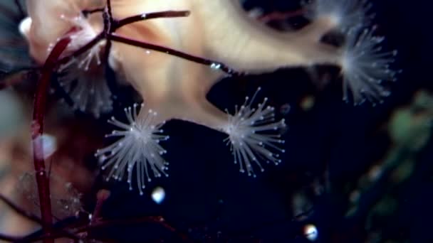 Lucernaria quadricornis захоплює і їсть Caprella під водою, в білому морі — стокове відео