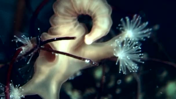 Lucernaria quadricornis su altında beyaz deniz. — Stok video