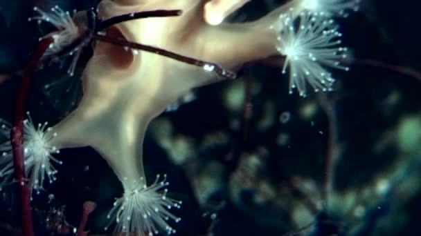 Lucernaria quadricornis pod vodou v bílém moři. — Stock video