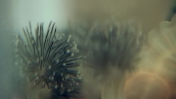 Lucernaria quadricornis zachycuje a jí Caprella pod vodou v bílém moři — Stock video