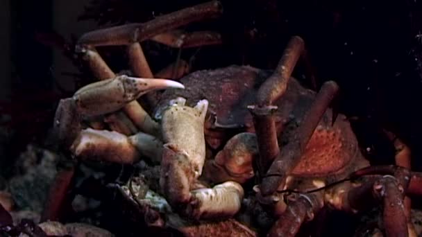 Yengeç hios su altında beyaz deniz Rusya'nın deniz yatağı üzerinde yiyecek bulmak. — Stok video
