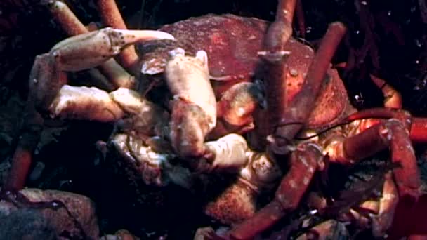 Krab Oberhof in de buurt van camera close-up onderwater op de zeebodem van de Witte Zee, Rusland. — Stockvideo