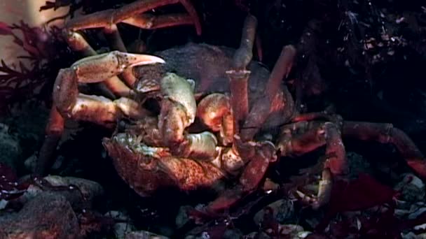 Crabe hios près de la caméra gros plan sous l'eau sur les fonds marins de la mer Blanche Russie . — Video