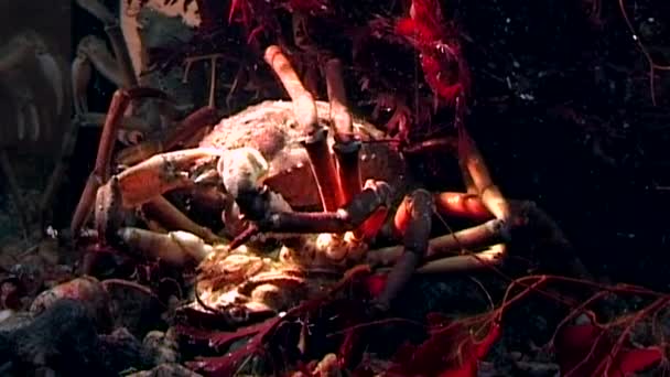 Hios cangrejo bajo el agua en busca de alimentos en el fondo del mar Blanco Rusia . — Vídeos de Stock