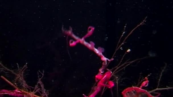 Squelette chèvre de mer rouge Caprellidae sur fond noir sous-marin de la mer Blanche . — Video