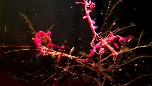 Skelet zee geit Caprellalinearis onderwater op de zeebodem van de Witte Zee. — Stockvideo
