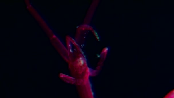 Skeleton red sea goat Caprellidae on black background underwater of White Sea. — Stock Video