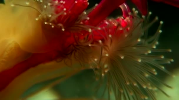 Lucernaria quadricornis captures and eats sea goat Caprella underwater in WS. — Stock Video