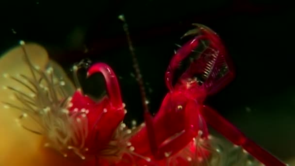 Lucernaria quadricornis captures and eats sea goat Caprella underwater in WS. — Stock Video