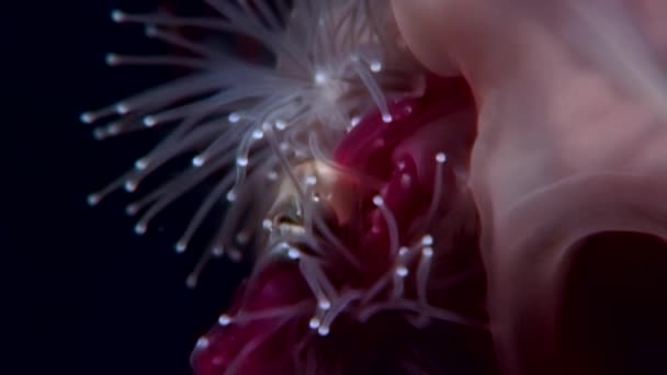 Lucernaria quadricornis ловит и ест морского козла Caprella под водой в WS . — стоковое видео