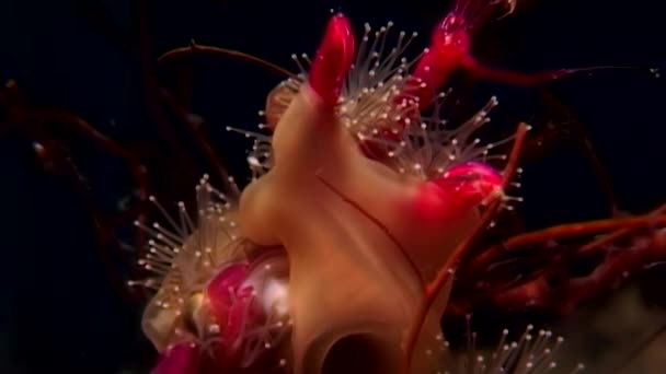 Lucernaria quadricornis capture et mange la chèvre de mer Caprella sous-marine dans WS . — Video