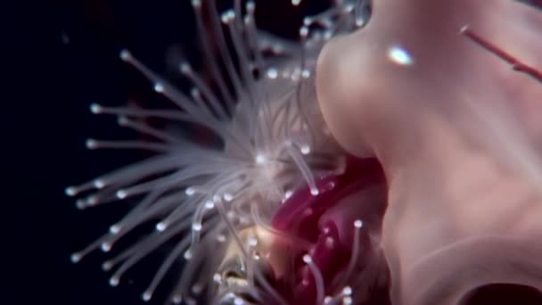 Lucernaria quadricornis zachycuje a jí mořský Kozel Caprella pod vodou v ZS. — Stock video