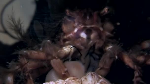 Crabe hios sous l'eau à la recherche de nourriture sur les fonds marins de la mer Blanche Russie . — Video