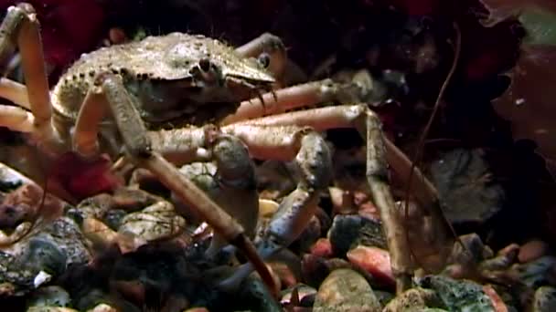 Krab Oberhof in de buurt van camera close-up onderwater op de zeebodem van de Witte Zee, Rusland. — Stockvideo