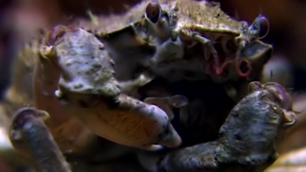 Krab hios poblíž kamery pod vodou zblízka na mořské dno z Bílého moře Rusko. — Stock video