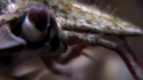Olhos de caranguejo closeup subaquático no fundo do mar do Mar Branco Rússia . — Vídeo de Stock