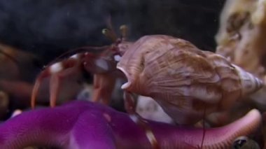 Kanser keşiş ve denizyıldızı sualtı gıda beyaz deniz dibinin üzerinde arama.