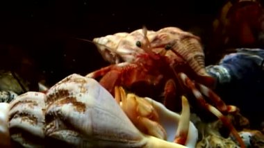 Kanser Yalnızcıl Yengeç kabuk su altında beyaz deniz gıda arama sürüyor.