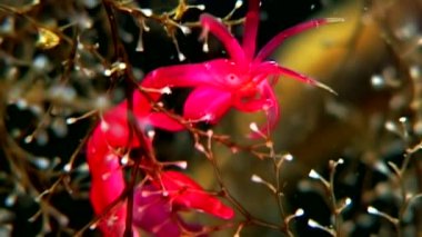 Caprellidae su altında beyaz deniz dibinin üzerinde.