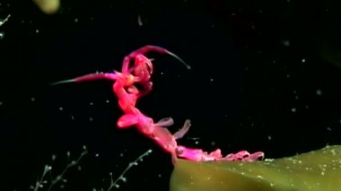 Caprellidae su altında beyaz deniz dibinin üzerinde.