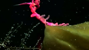 Caprellidae su altında beyaz deniz dibinin üzerinde.