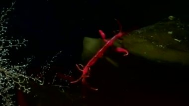 Caprellidae su altında beyaz deniz dibinin üzerinde.