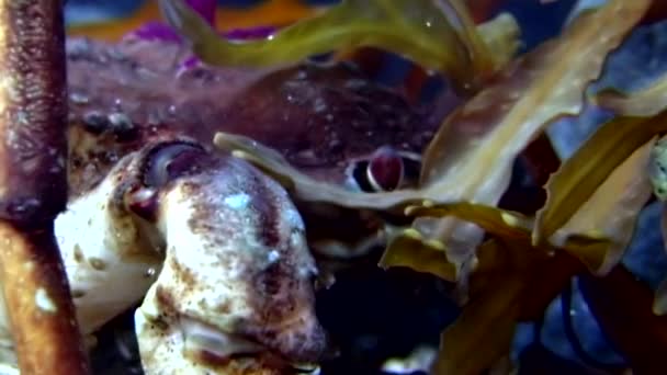 Krab Oberhof onderwater op zoek naar voedsel op de zeebodem van de Witte Zee, Rusland. — Stockvideo