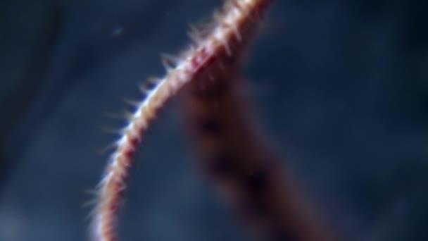 Nålar och tentakler av sjöstjärnor närbild under vattnet på havsbotten i vita havet. — Stockvideo